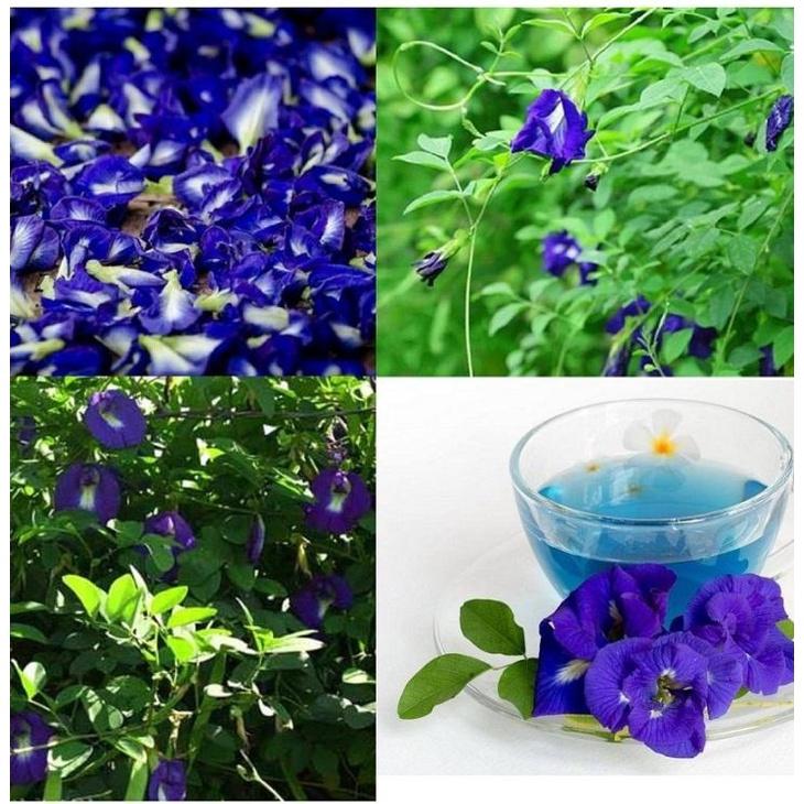 Hạt giống hoa đậu biếc cánh kép - Gói 20 hạt