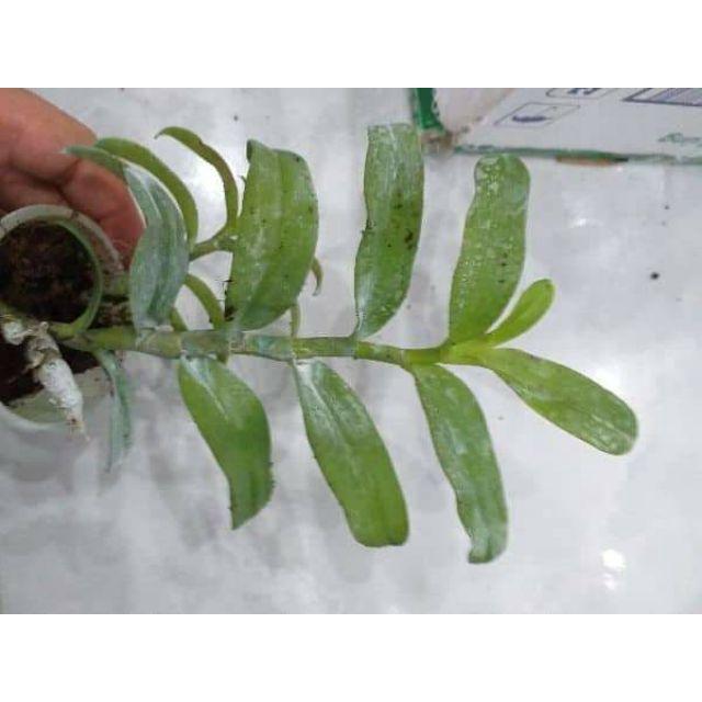 Giá Gốc Hoa phong lan - ám cổ văn giang