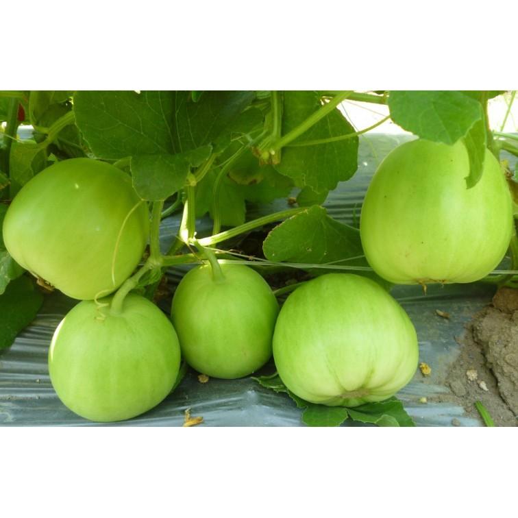 Combo 4 gói hạt giống dưa dễ trồng  Kèm gói kích mầm hạt