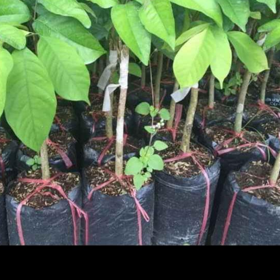 Cây chôm chôm ruột vàng