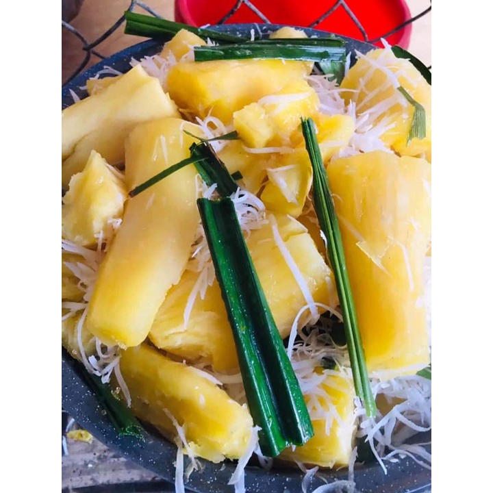 Set 3kg cây giống khoai mì ruột vàng thái lan