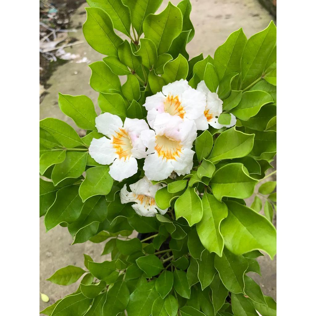 Nguyệt quế thái hoa thơm