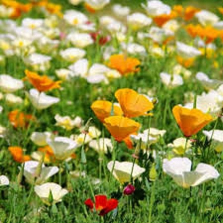 Hạt Giống Hoa Poppy Đơn Nhiều Màu - Gói 50 hạt