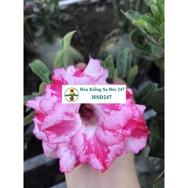 Hoa sứ trắng Loan Hồng - Tặng phân bón