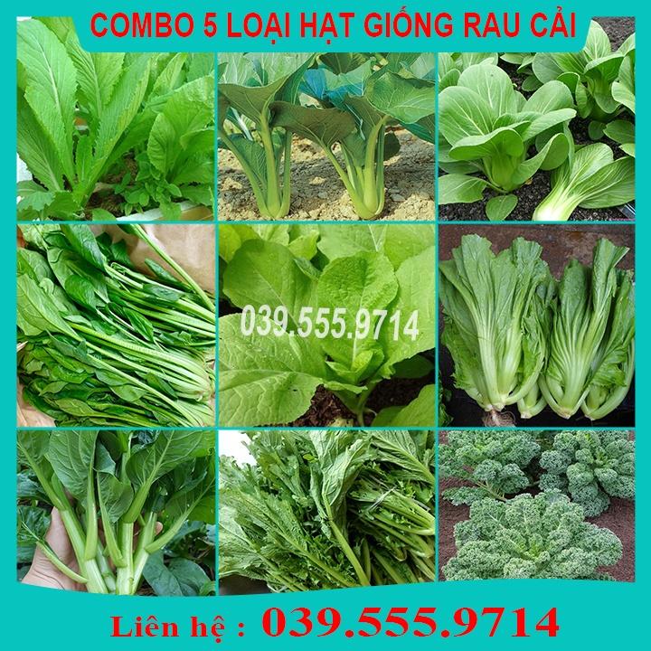 5 Loại Hạt Giống Rau Cải Khác Nhau- Rau dễ trồng dễ chăm sóc