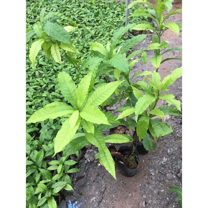 Cây Giống Vú Sữa Hoàng Kim