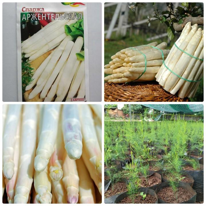 Hạt giống Măng Tây Trắng 20 hạt/gói