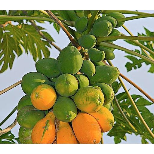 Hạt giống đu đủ ruột vàng lai F1 - 1 gói 10 hạt