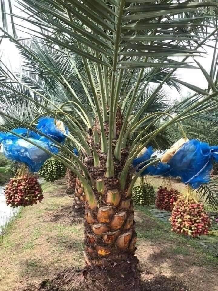 CÂY GIỐNG CHÀ LÀ ĂN QUẢ