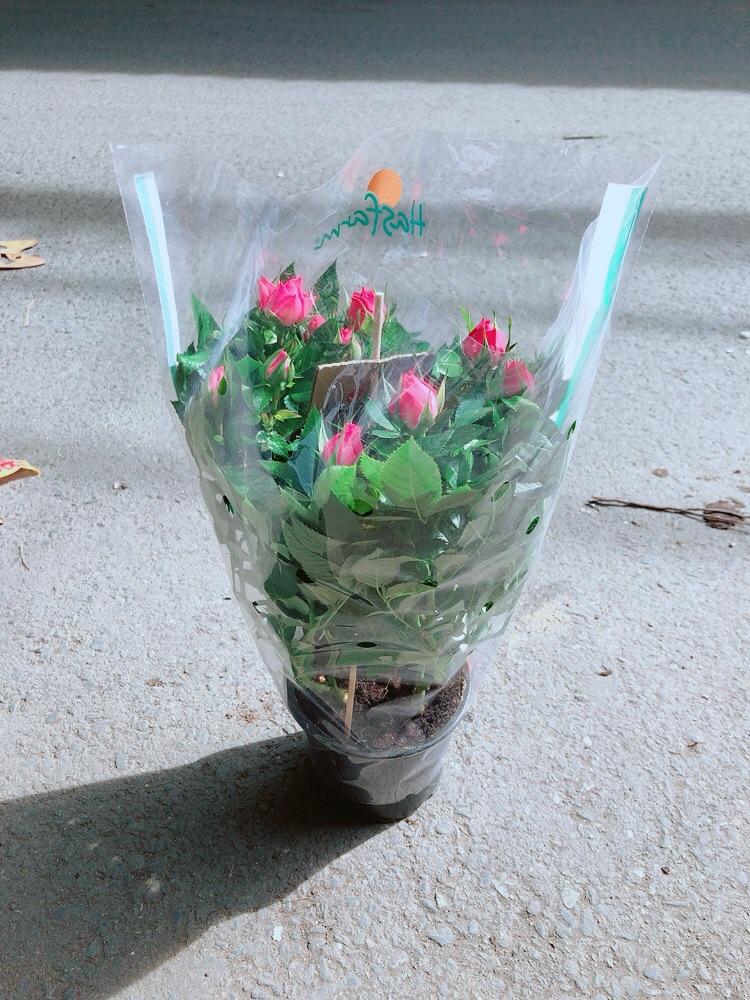 Hoa Hồng Màu Hồng