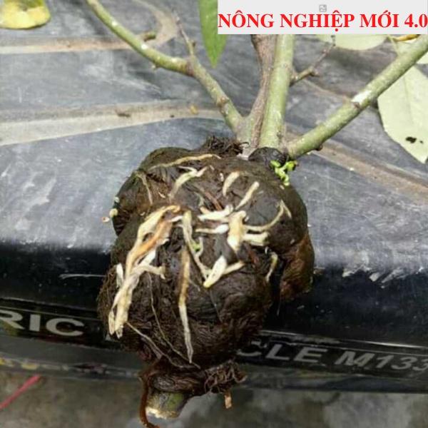 RỄ BÈO TÂY - RỄ LỤC BÌNH - CHIẾT CÀNH RA RỄ 100%