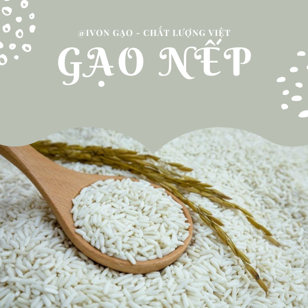 Gạo nếp - Túi 5 kg - Dẻo, thơm, mềm cơm