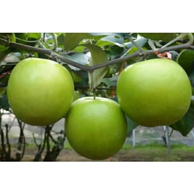 Cây giống táo xanh Thái trái to miền bắc