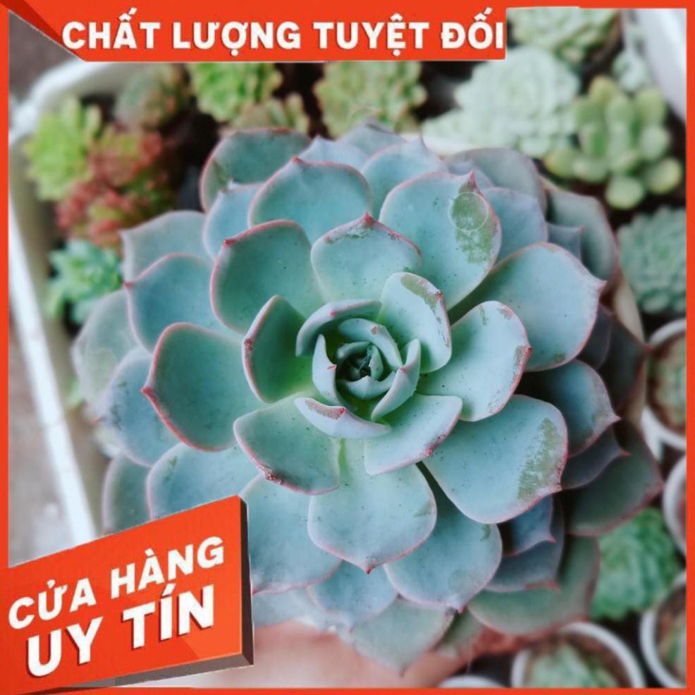 Combo 2 cây sen đá Nhiều Người Mua