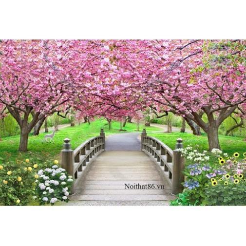 CÂY GIỐNG HOA ANH ĐÀO NHẬT BẢN