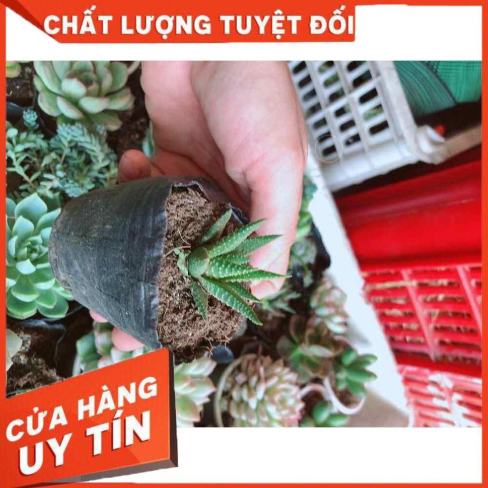 Xương rồng trứng chim Nhiều Người Mua