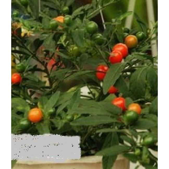 Hạt giống ớt kiểng quả tròn CT314 - Gói 30 hạt