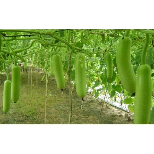 Hạt giống bầu sao F1