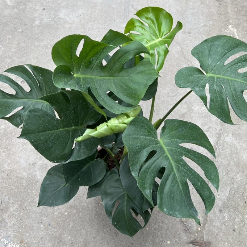 Cây trầu bà nam mỹ Monstera cao 50cm, nhánh lá xum xuê xanh tươi quanh năm, cây phong thuỷ trồng nội thất, sân vườn