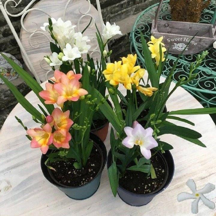Combo 5 củ giống hoa LAN NAM PHI THƠM CÁNH KÉP