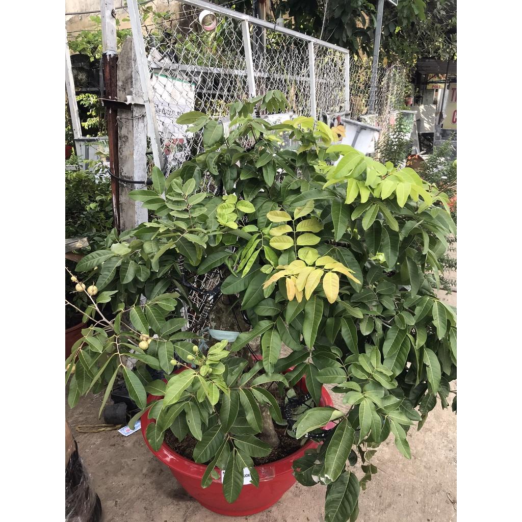 Cây Giống Nhãn Quế