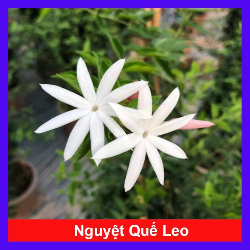 Cây nguyệt quế leo - cây cảnh vườn + tặng phân bón cho cây