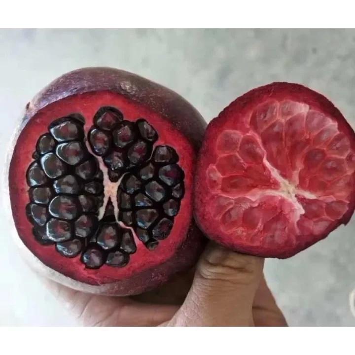 Cây Lựu Tím trồng chậu