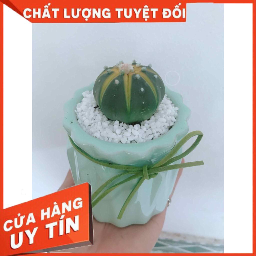 Chậu xương rồng Nhiều Người Mua