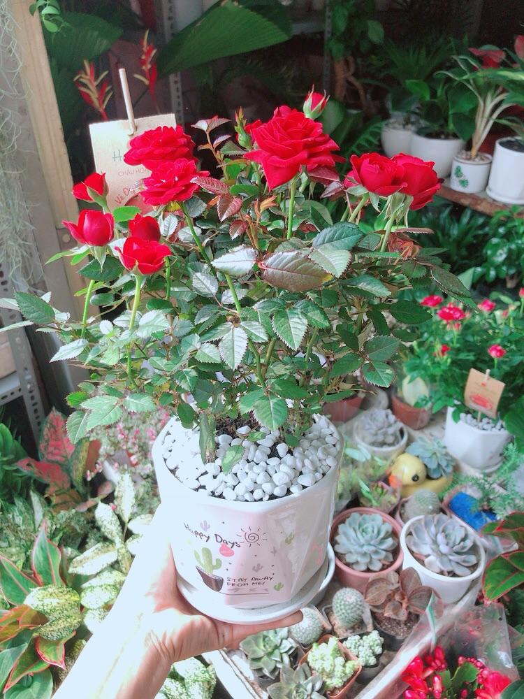 Chậu Cây Hoa Hồng Đỏ