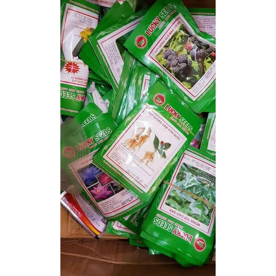 HẠT GIỐNG NHÂN SÂM