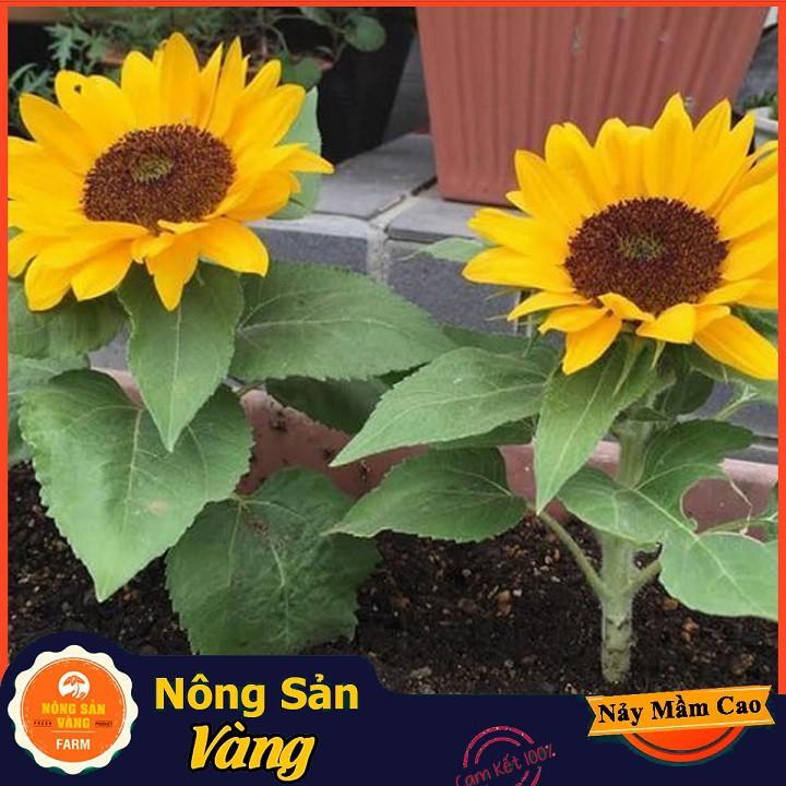Hạt giống Hoa Hướng Dương Vàng Lùn