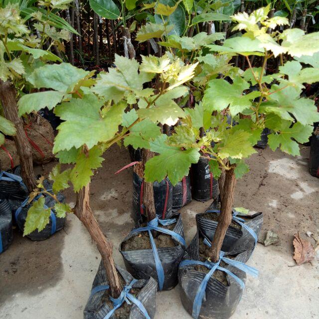 Cây giống nho Ninh thuận, giống nho dễ trồng nhất, phù hợp với khí hậu các vùng miền, cây giống khỏe, sớm cho trái