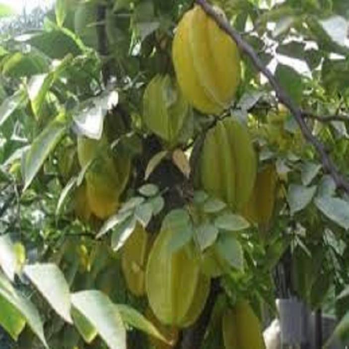 COMBO 2 CÂY GIỐNG KHẾ NGỌT SIÊU QUẢ