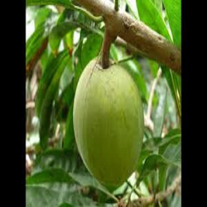 CÂY TRỨNG GÀ - Lê ki ma - CÂY TRỨNG GÀ - Lê ki ma