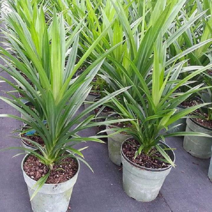 Cây Lá Nếp Thơm