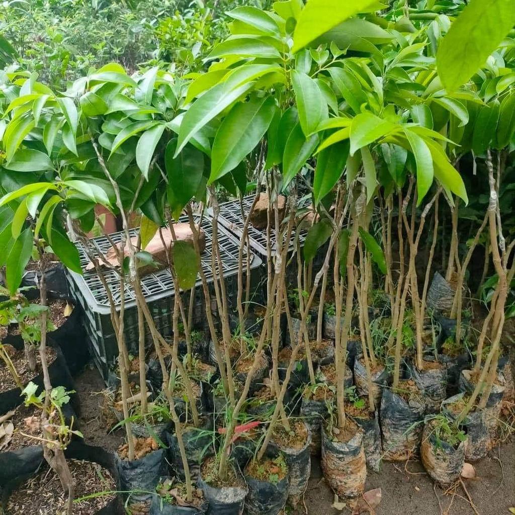Cây giống vải thiều
