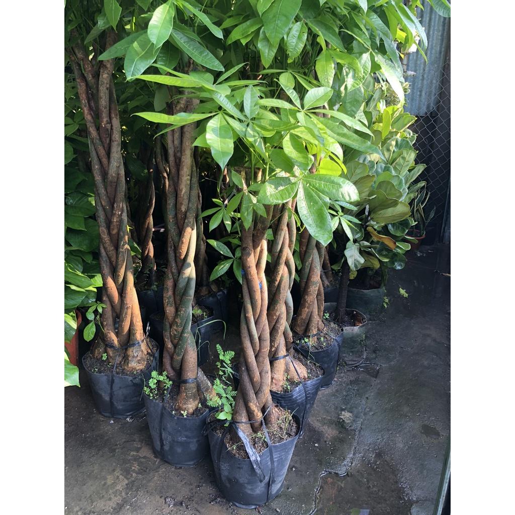Chậu kim ngân pín chỉ giao tại TP.HCM