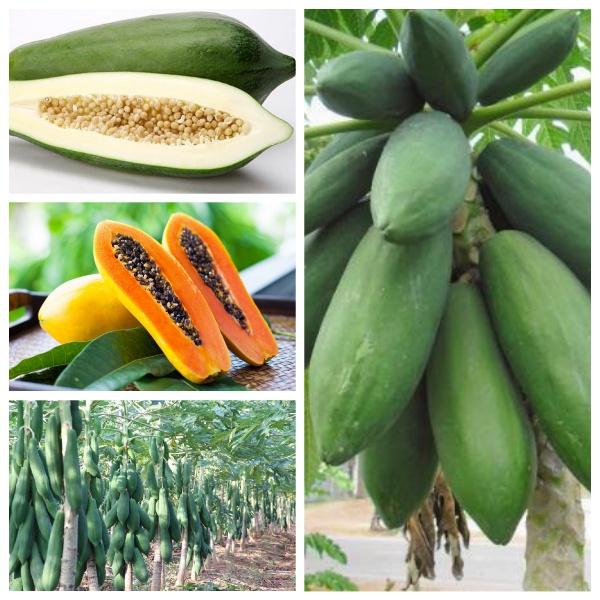 Hạt Giống Đu Đủ Lùn Phuket Thái Lan Siêu Ngọt-gói 10 hạt/tặng kèm gói phân bón lót
