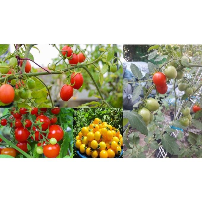 Hạt Giống Cà Chua Cherry MÀU NGẦU NHIÊN - Tỷ Lệ Nảy Mầm Cao