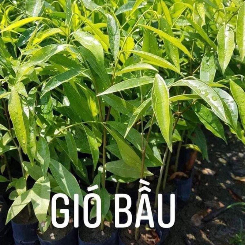 Com bo 10 cây giống trầm hương