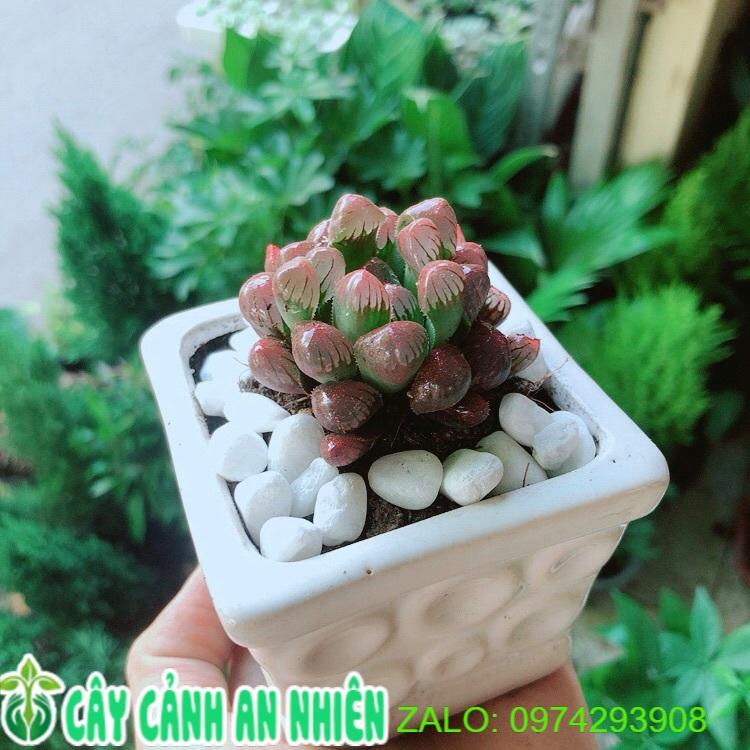 Chậu Cây Kim Cương Đỏ