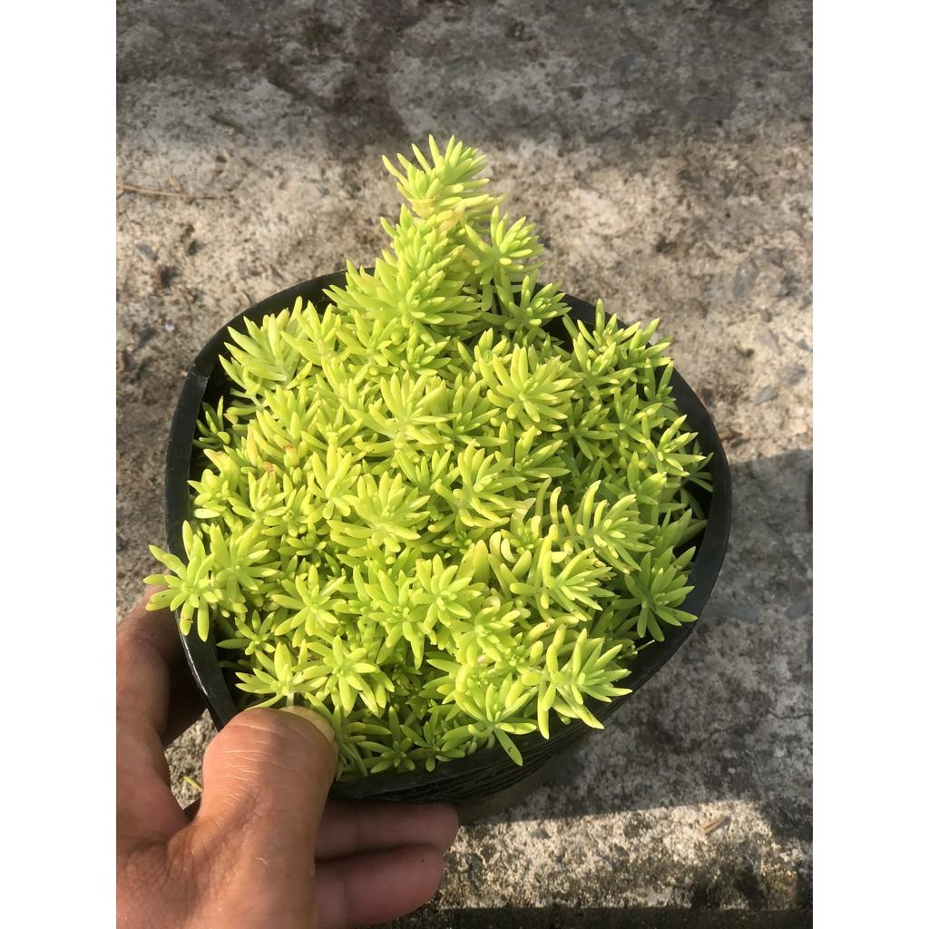 Cây Sedum - 10 giờ Úc