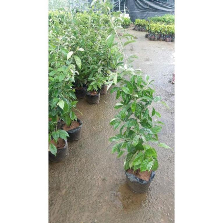 Cây giống nhót ngọt,cây choai nhanh cho quả