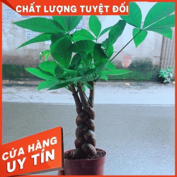 Kim Ngân Thắt Bính 3 Thân