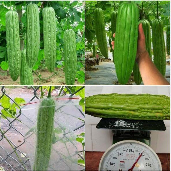 Combo 5 gói Hạt giống khổ qua khổng lồ Thái Lan - gói 5 hạt-tặng kèm gói phân bón lót
