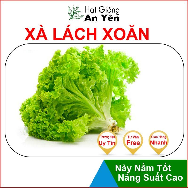 Hạt giống Rau Xà Lách Xoăn thu hoạch sớm, dễ trồng, nảy mầm cao, sinh trưởng khoẻ