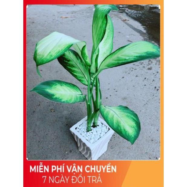 Chậu Vạn Niên Thanh