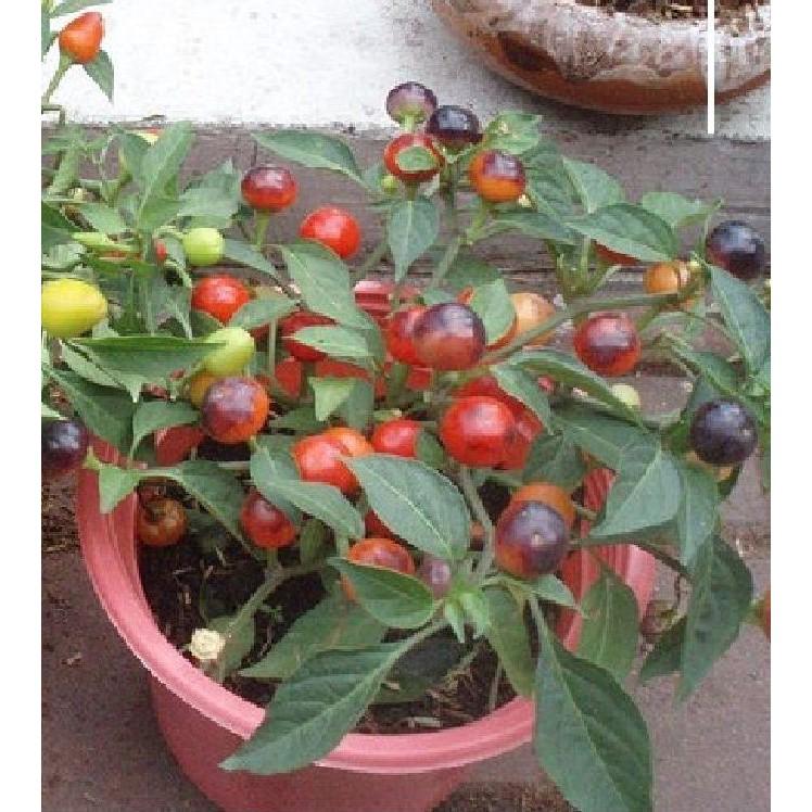 Hạt giống ớt kiểng quả tròn 30 hạt/gói