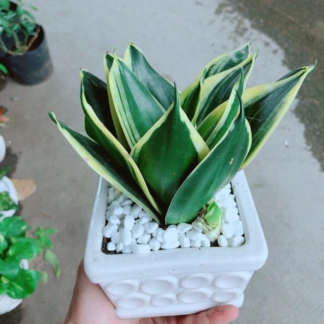 Chậu Lưỡi Hổ Thái Xanh