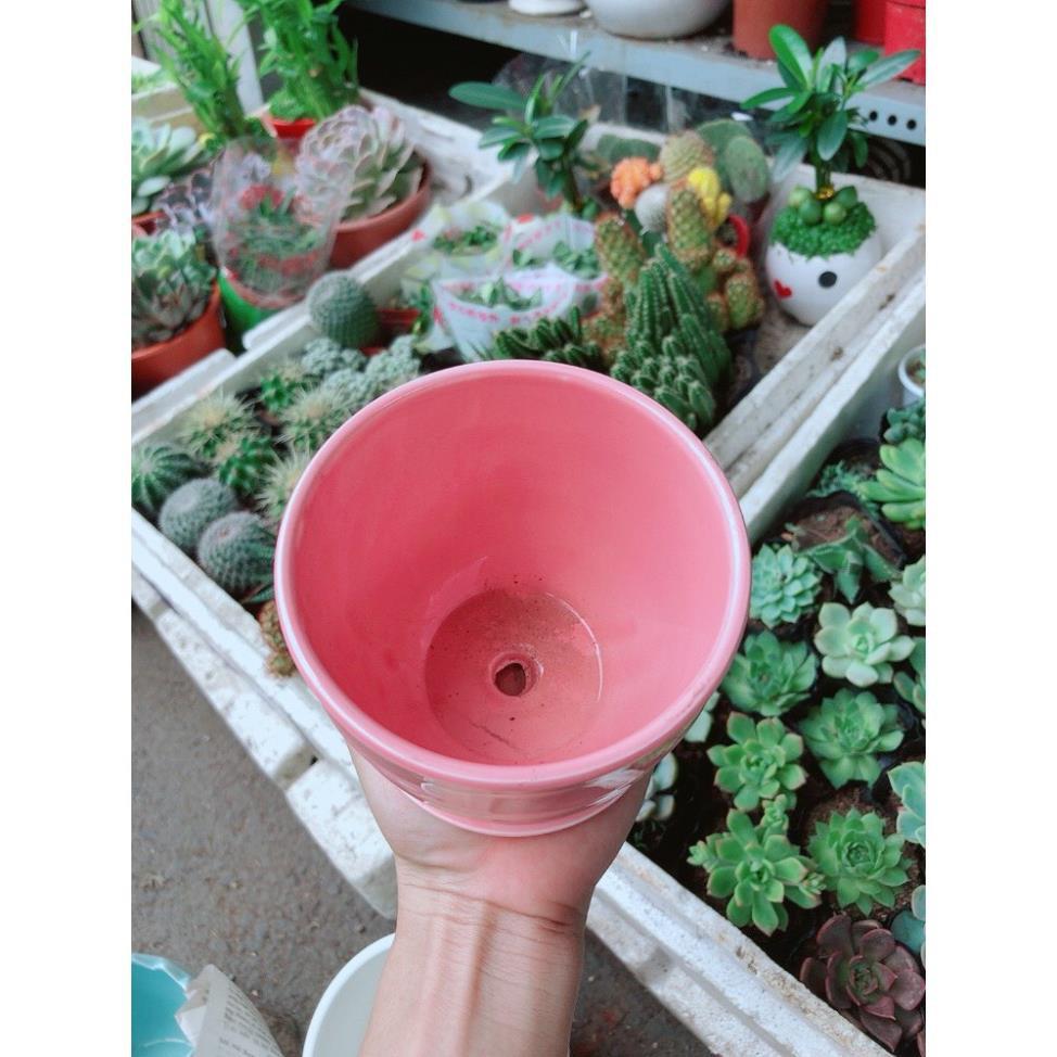 Chậu kiểu hồng có dĩa lót